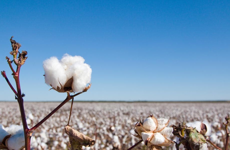 Cotton Fields