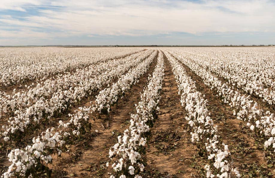 Cotton Field Rows